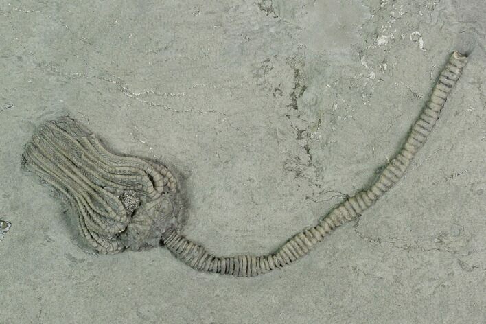 Crinoid (Platycrinites) Fossil - Crawfordsville, Indiana #125914